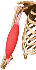 <p>Anterior upper arm muscle that controls movement of the lower arm, origin at scapula, insert at radius/ulna</p>