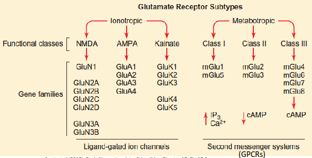 <p>Glutamate receptors, including those on astrocytes, microglia and oligodendrocytes, include AMPA and kainate receptors that conduct Na⁺, and NMDA receptors that conduct both Na⁺ and Ca²⁺.</p>