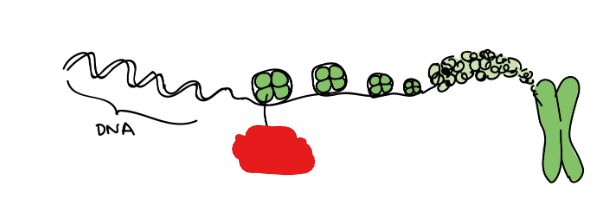 <p>Specialized proteins that help organize DNA and give it structure. These proteins are present within chromatin where negatively charged DNA can wrap around them.</p>