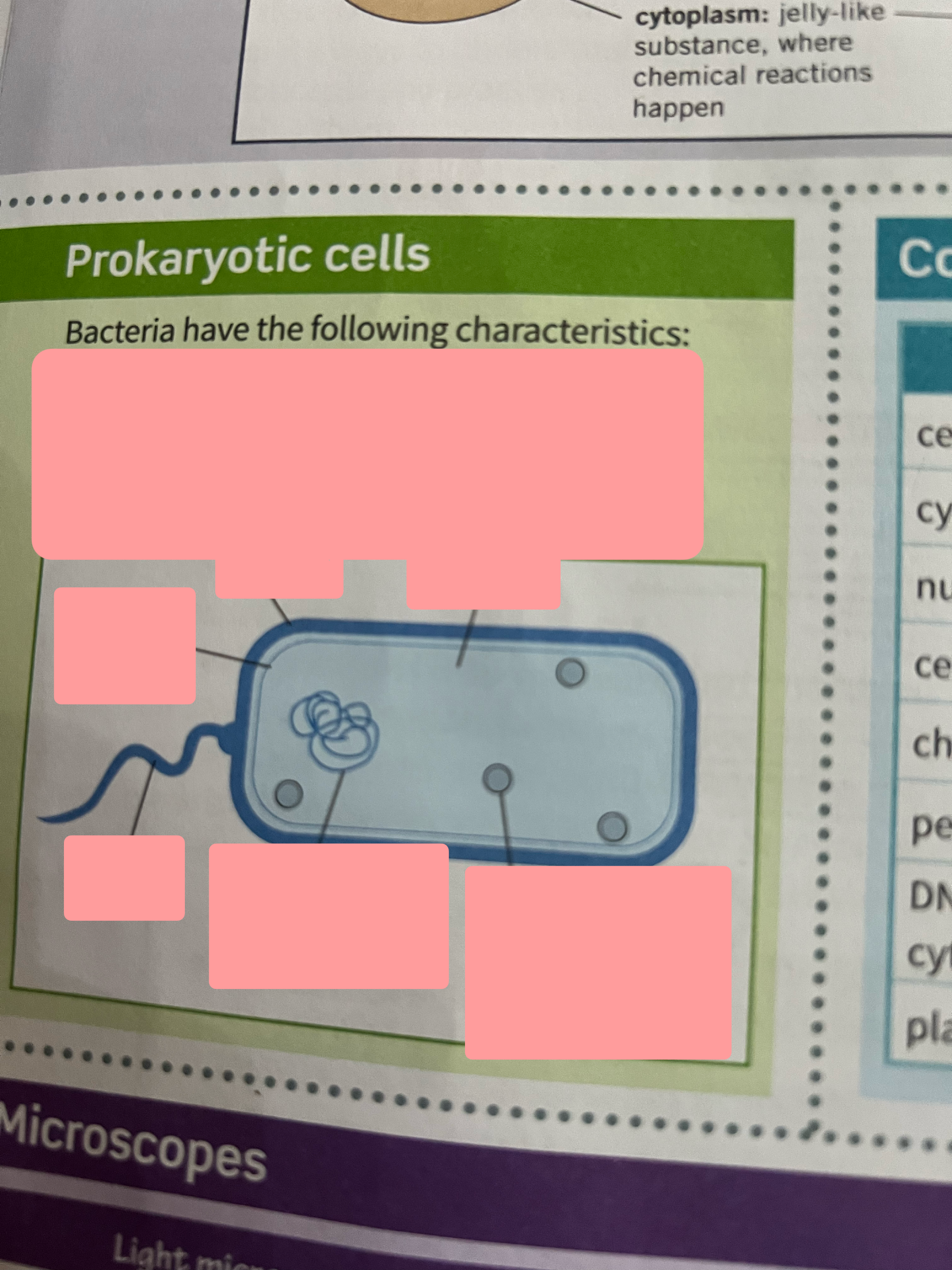 <p>Label the bacteria cell.</p>