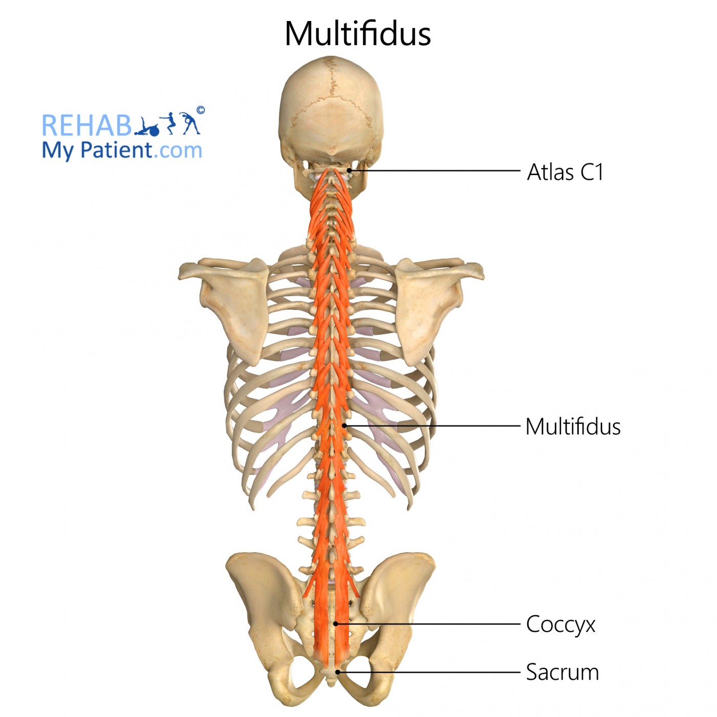 <p>Multifidi Muscles </p>