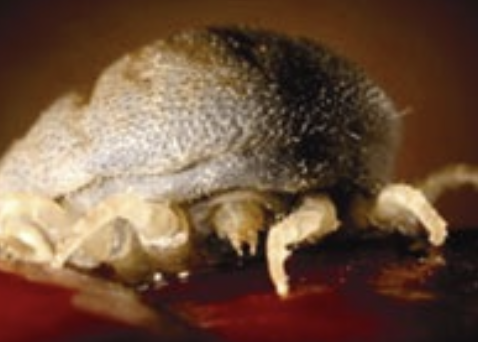 <p>ornithodoros coriaceus (pajaroello ticks): feed on deer and cattle</p><p>bacteria: myxococcales- pajaroellobacter abortibovis</p>