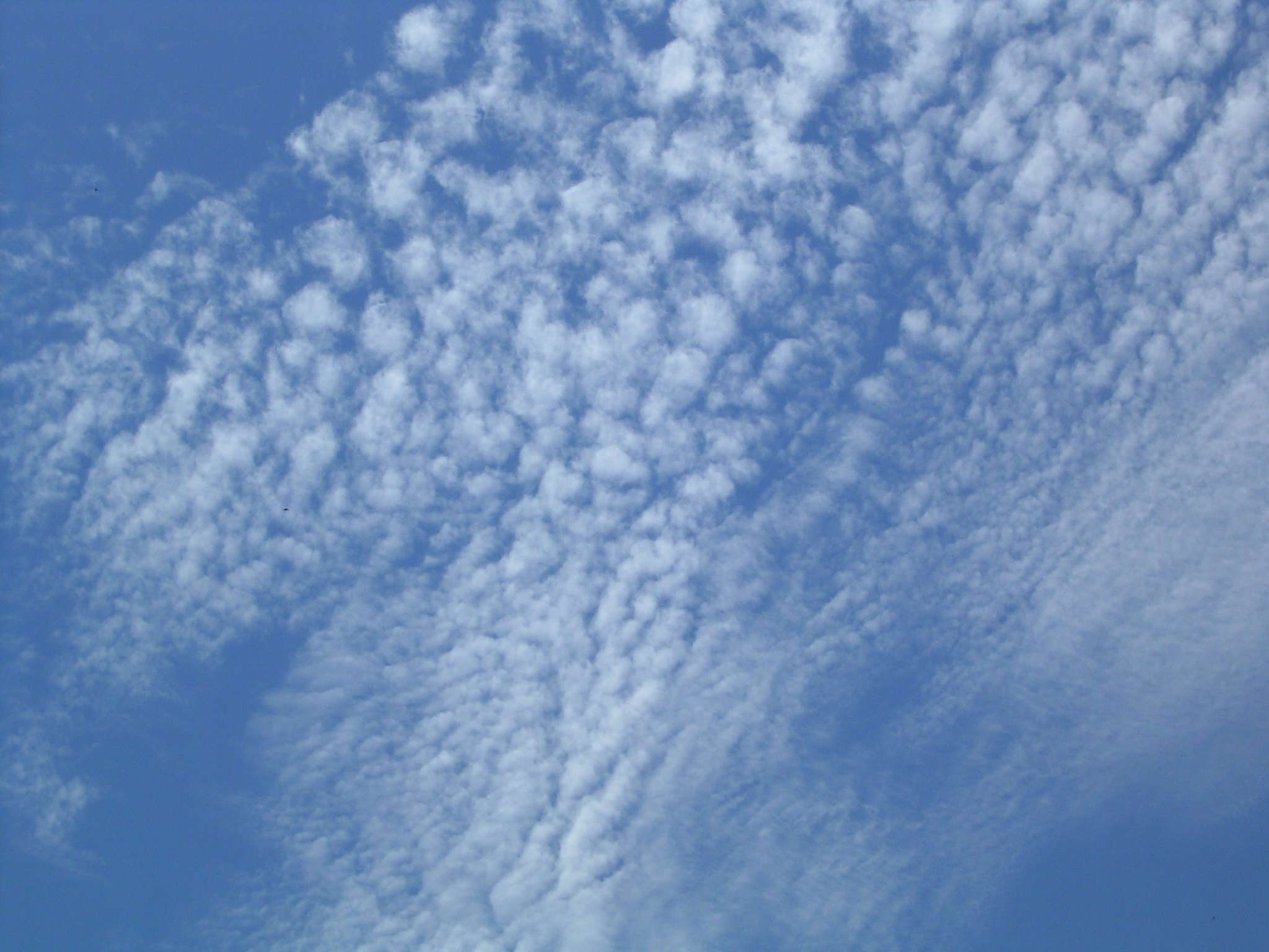 <p>Cirrocumulus</p>