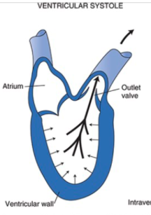 <p>Phase of the cardiac cycle during which the ventricular muscles contract</p><ul><li><p>Contraction of the ventricular muscle increases tension in the chordae tendinae which prevents the AV valve from opening despite the large pressure difference between the ventricle and atrium</p></li></ul><p></p>