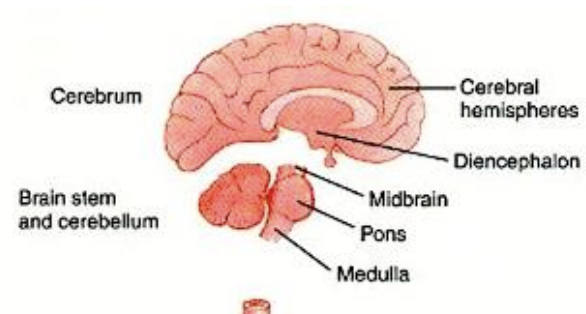 <ul><li><p>cerebrum </p><ul><li><p>cerebral hemispheres </p></li><li><p>diencephalon </p></li></ul></li><li><p>brainstem</p></li><li><p>cerebellum </p></li></ul><p></p>