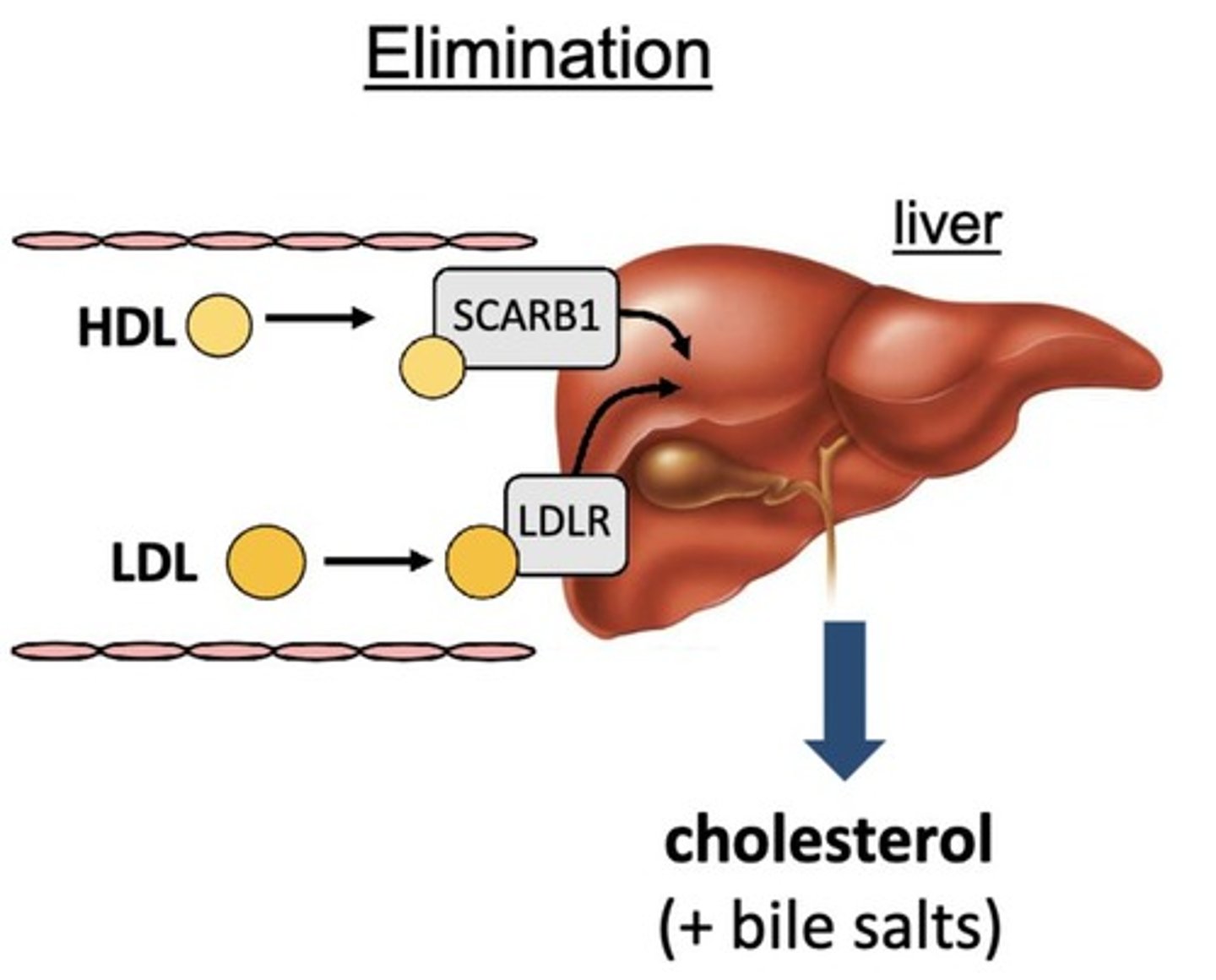 <p>LDL-R on the liver binds to LDL <u>or chylomicron remnant</u>s for utilization in <u>cholesterol synthesis.</u></p>