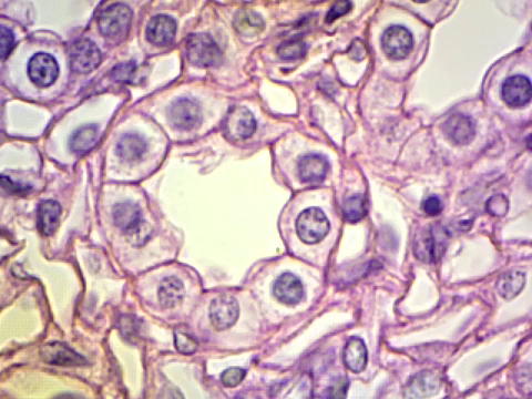 <p>what kind of tissue is this?</p>