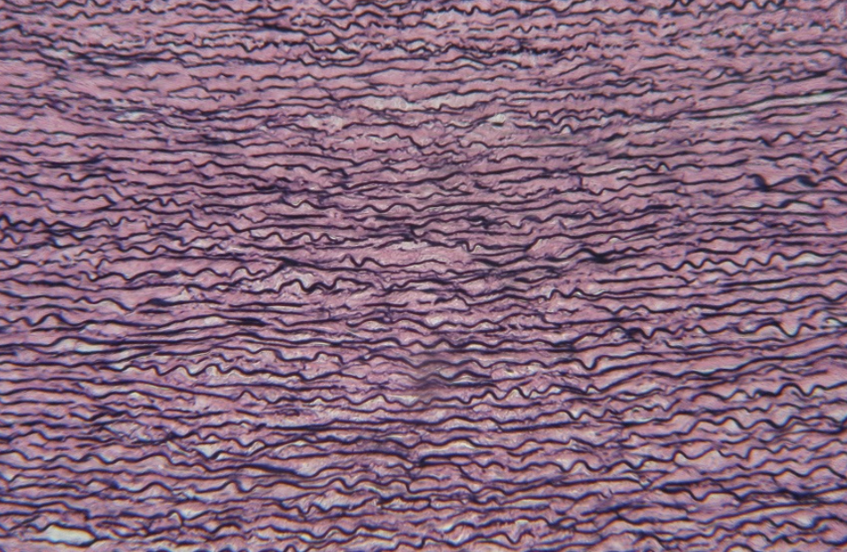 <ol><li><p>What tissue is this?</p></li><li><p>Where can it be found?</p></li><li><p>What is its function?</p></li></ol><p></p>
