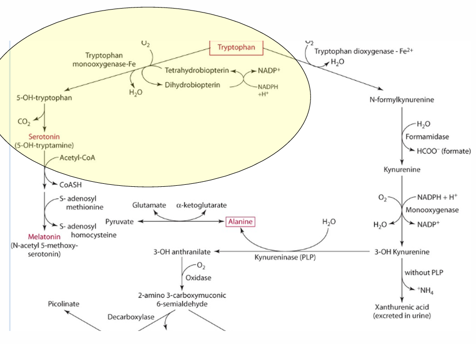 <p>tryptophan monooxgenase </p>