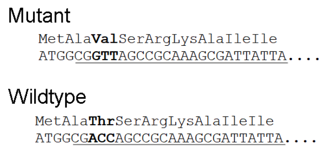 <p>reading frame must be known </p><p>The correct reading frame starts with the third codon (ACC)</p>