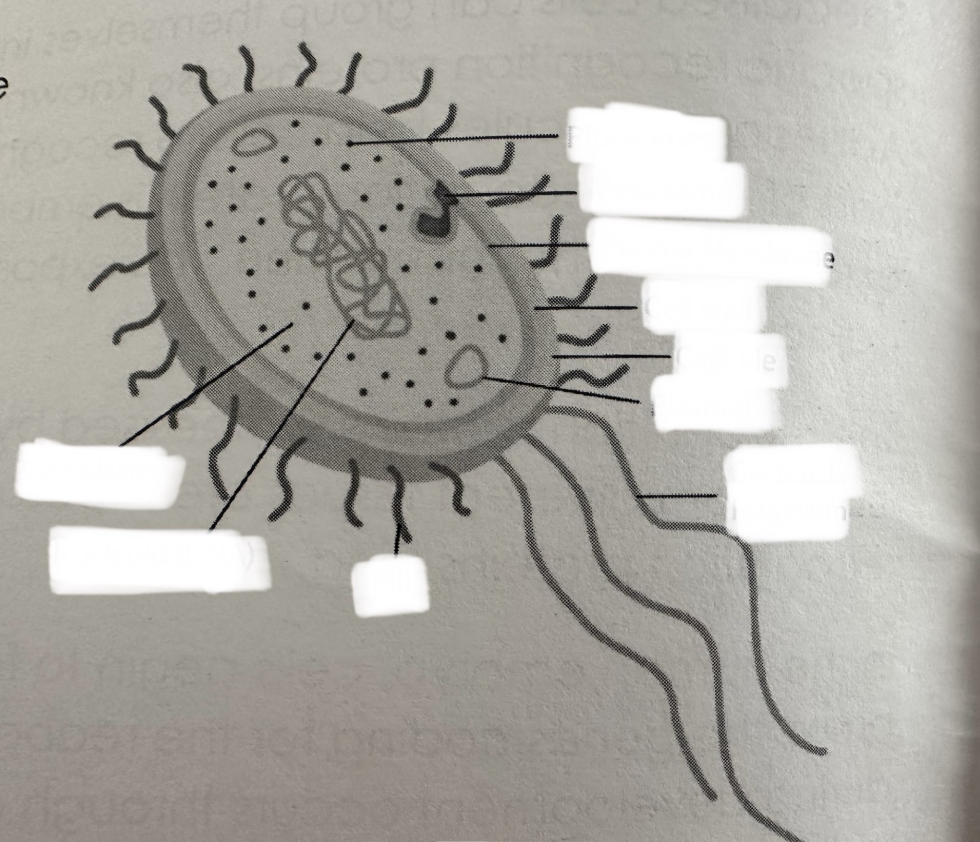 <p>Label the bacterial cell </p>