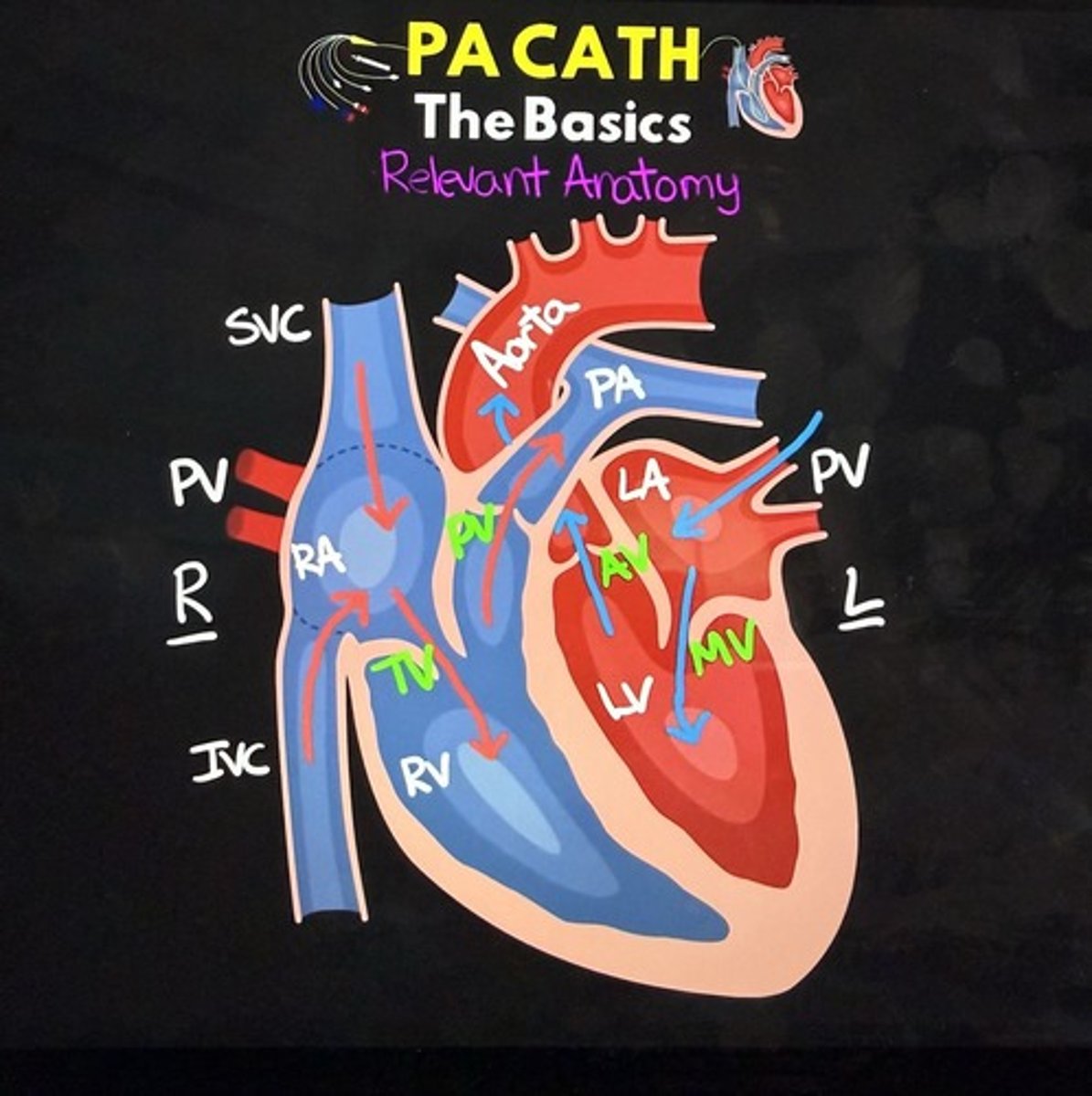 <p>To measure pressures in the pulmonary artery and assess cardiac function</p>