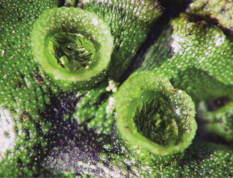<p>Gemma Cups-located on the dorsal surface of the gametophyte. Cup like structures. Splashed by the rain and may grow into new gamtophytes IDENTICAL to the parent plant- derived by mitosis </p>
