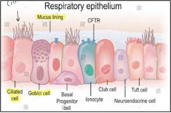 <p><span style="background-color: transparent;"><span>Functions in protection (pathogens), mucociliary clearance, humidity and warming, gas exchange and immune defense</span></span></p>