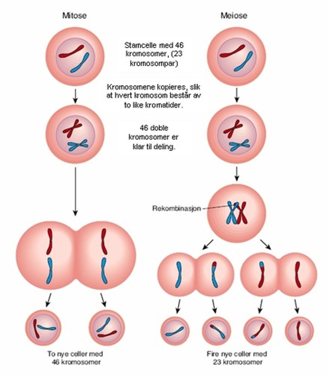 <p>Alle celler kommer fra en morcelle (eksisterende celle) og deler seg i to datterceller. Encellede organismer formerer seg ved todeling av cellen.</p><p>Celledeling hos flercellede organismer gjør at én befruktet eggcelle kan utvikle seg, samt at gamle celler kan erstattes og syke + skadde organer repareres. Når en organisme vokser, øker antall celler + stadig dør gamle celler (--> behov for nye).</p><p>To typer: Mitose og meiose</p>