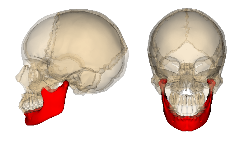 What bone is highlighted?