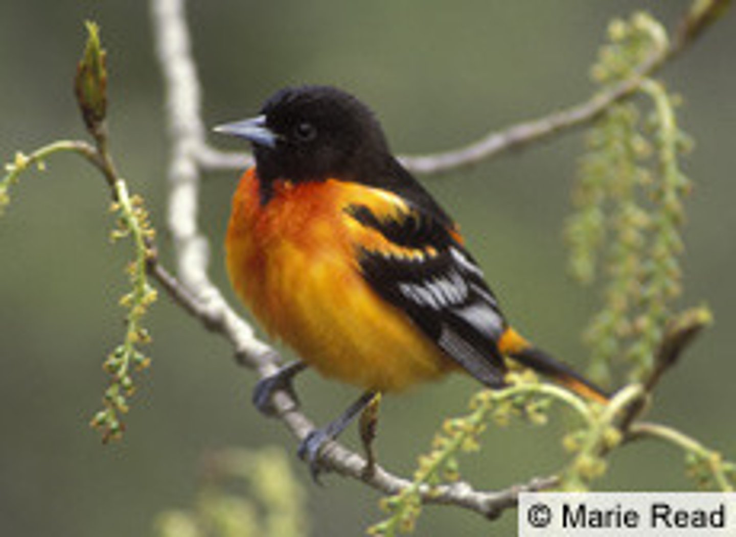 <p>Passeriformes Icteridae</p>