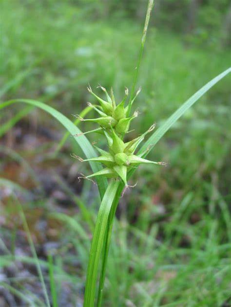 Family: Cyperaceae

SN: Carex louisianaica