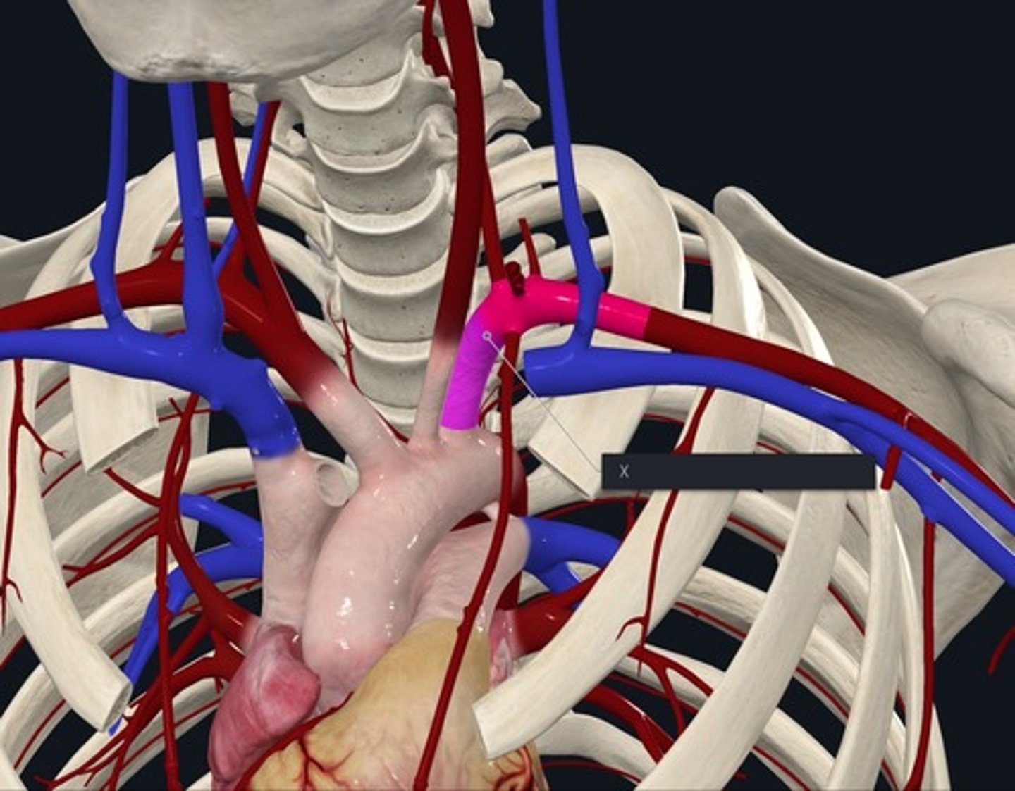 <p>Name the Vessel highlighted pink and marked with the X / third aortic branch</p>