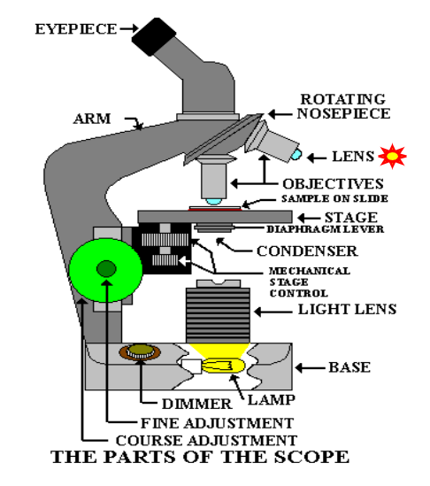 <p>What are the objective lens and functions&nbsp;</p>