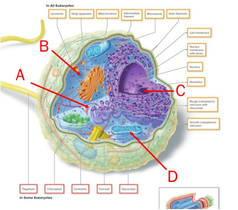 On this image of a cell, the letter indicating the site of energy generation is ______.