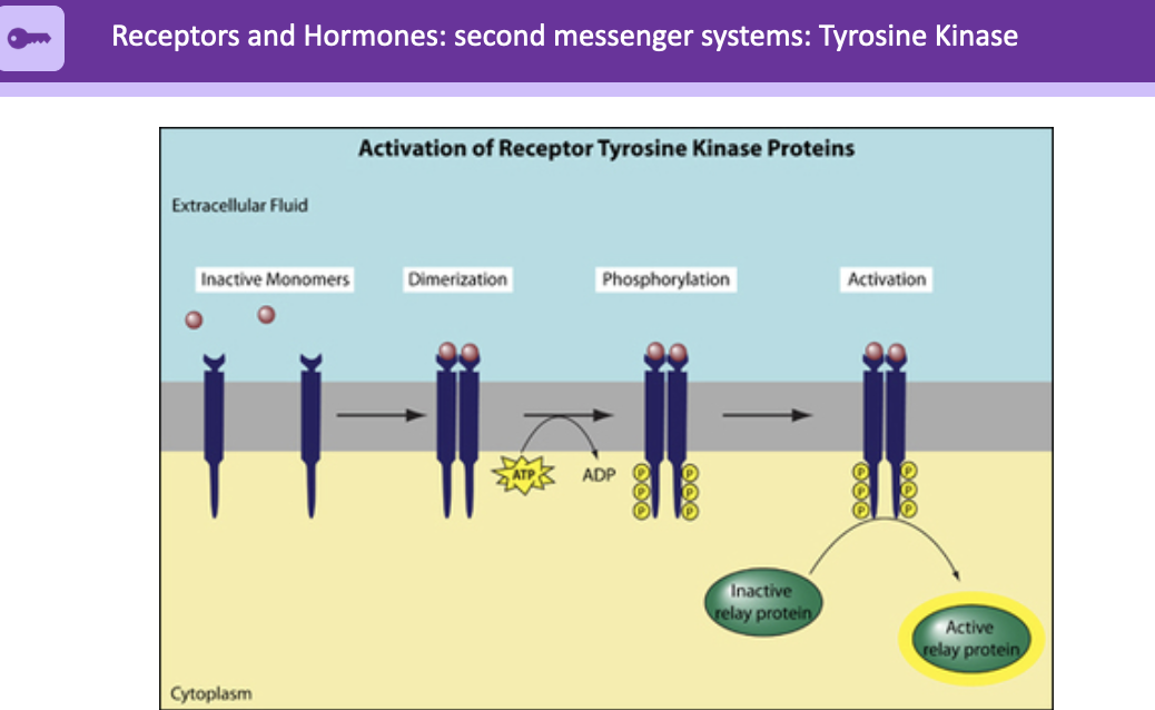 inactive monomers in extracellular fluid
goes through dimerization 
ATP turned into ADP; leads to phosphorylation ADP on the bottom ends of proteins in cytoplasm
activation after, leads to active relay protein 
