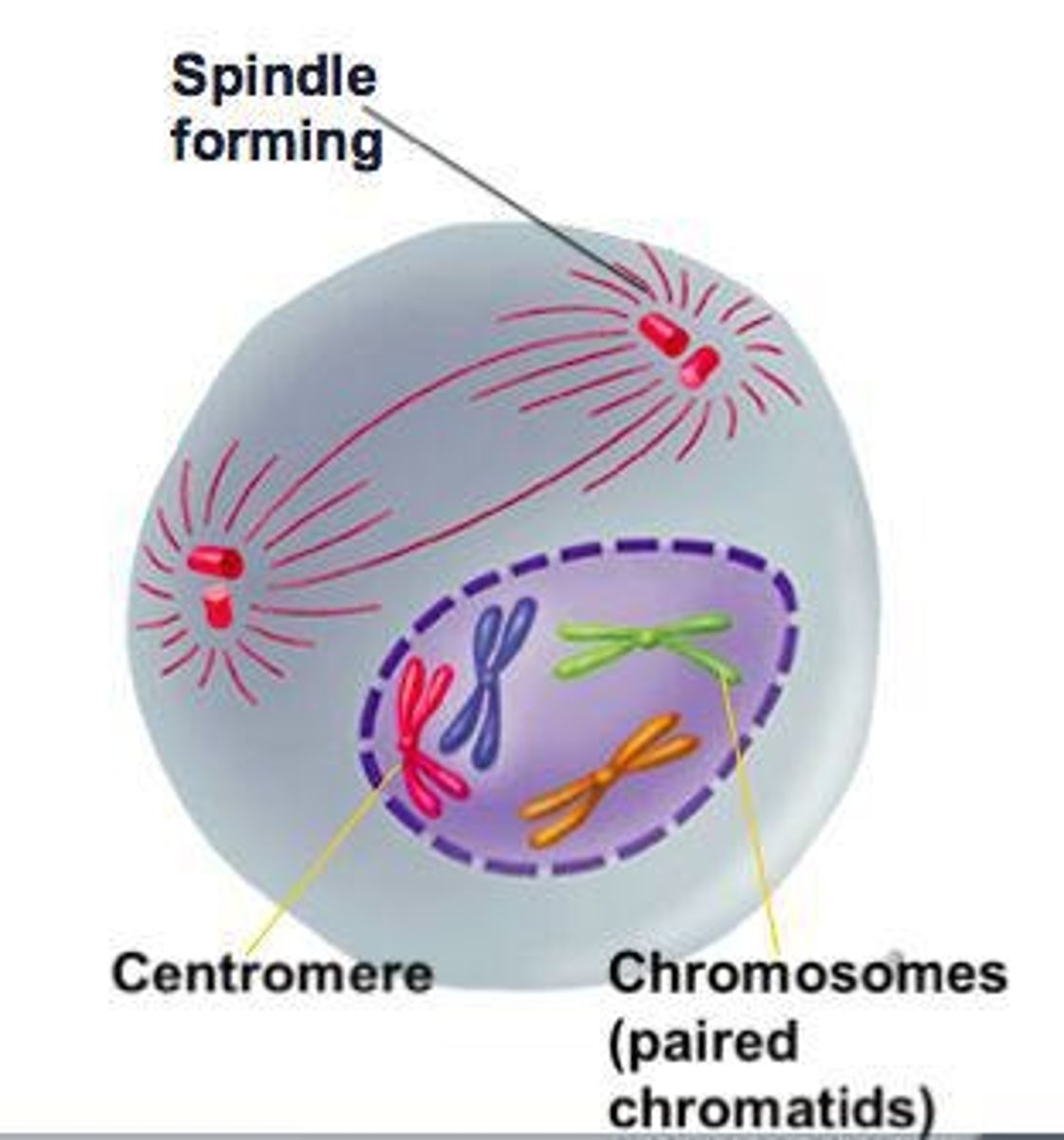 <p>First stage of mitosis; chromosomes condense.</p>