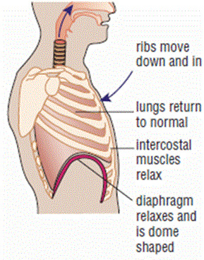 Expiration occurs when the external intercostal muscles and the diaphragm relax, causing a decrease in size of the thoracic cavity and recoil of the lungs.  The volume of the alveoli sacs decreases, increasing internal air pressure in accordance with Boyle's Law.  The air pressure inside the lungs increases above that of air outside the body. Because gases move from regions of high pressure to low pressure, air rushes out of the lungs.