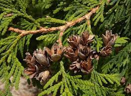 <p>fan like foliage</p><p>very small “brown tulip” cones</p><p>bark is brown and stringy</p><p>suffers from bagworms and mites</p><p>most cultivars; very popular and versatile landscape tree</p>