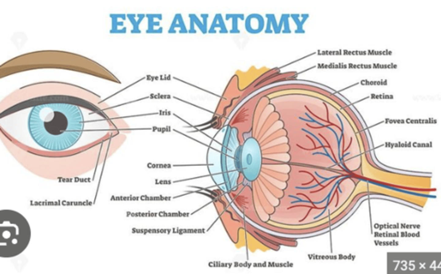 <p>Sclera</p>
