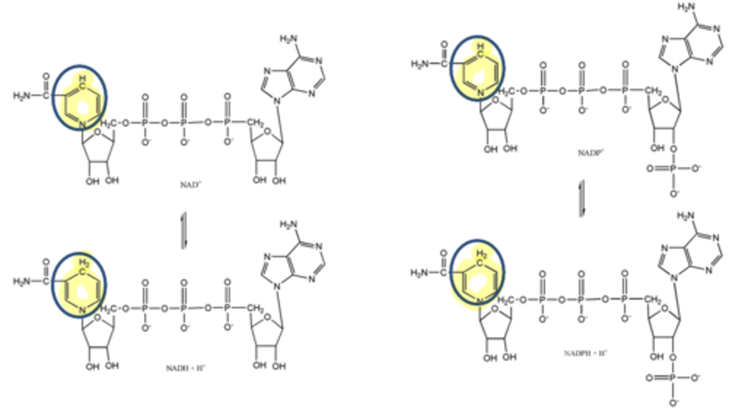 <p>NAD+, NADP+</p>