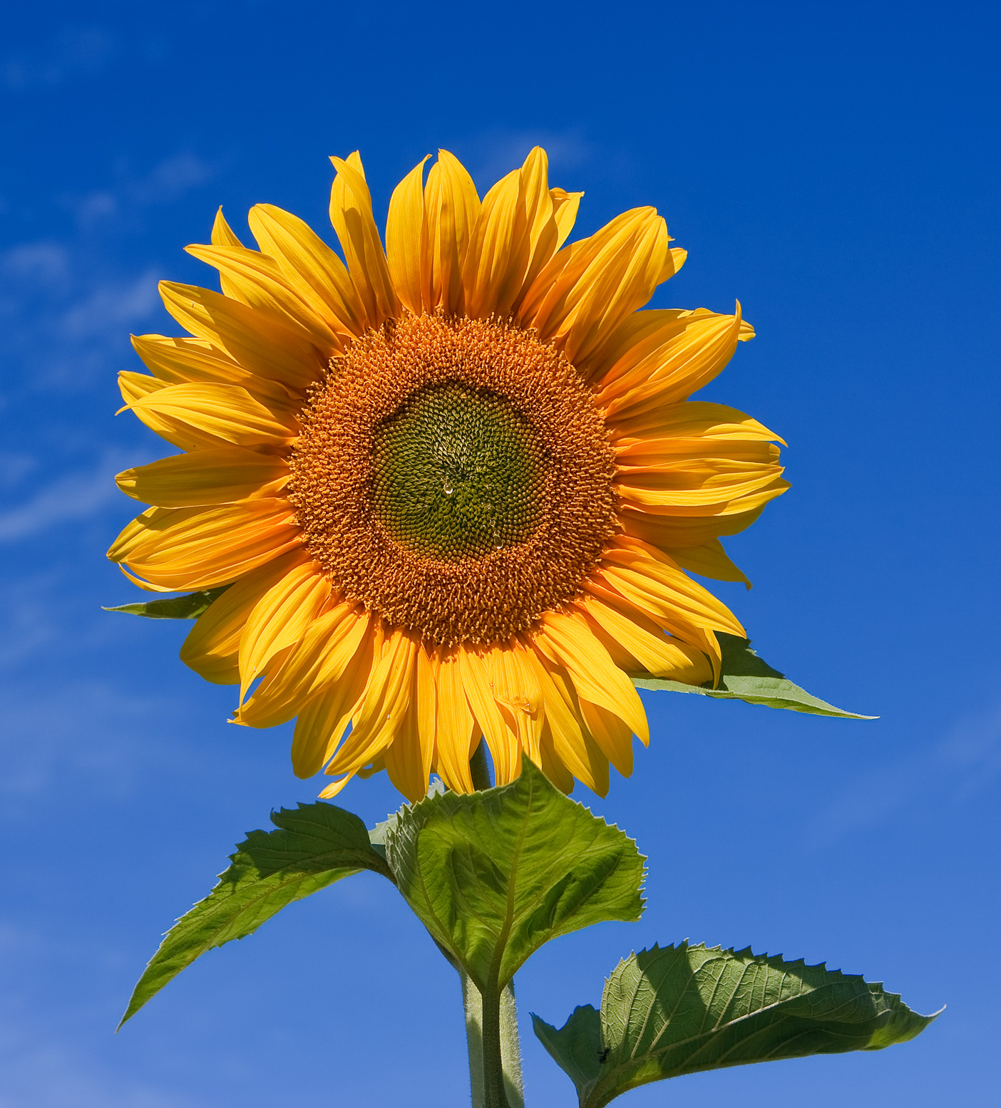 <p>eudicot; Asteraceae; common sunflower</p>