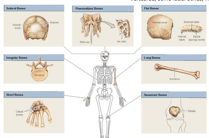 <p>Flat bones consist of thin layers of compact bone surrounding spongy bone. Examples include the roof of the skull, <mark data-color="yellow" style="background-color: yellow; color: inherit">ribs, sternum, and scapula.</mark></p>