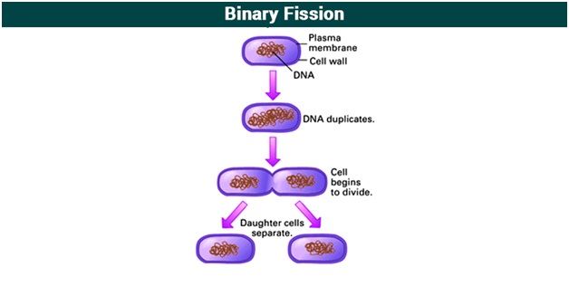 <p>most prokaryote use to reproduce:</p><ul><li><p>DNA is replicated, 2 circular chromosomes</p></li><li><p>each copy, attach to cell membrane</p></li><li><p>cell begins to pull apart</p></li><li><p>cytokinesis/ mutation of new cell</p><p>Prokaryotic cells use <strong>binary fission</strong>, a simple and quick process that allows them to reproduce rapidly. This helps them <strong>adapt to changing environments</strong> and outcompete other organisms.</p></li></ul><p></p>