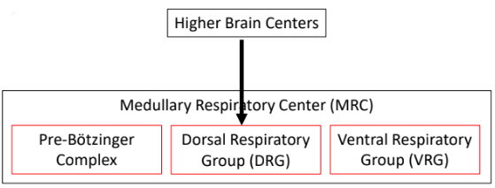 <ul><li><p>if arterial O2 becomes low enough you could pass out - involuntary breathing should resume</p></li><li><p>if arterial CO2 gets high enough - involuntary breathing starts</p></li></ul><p></p>