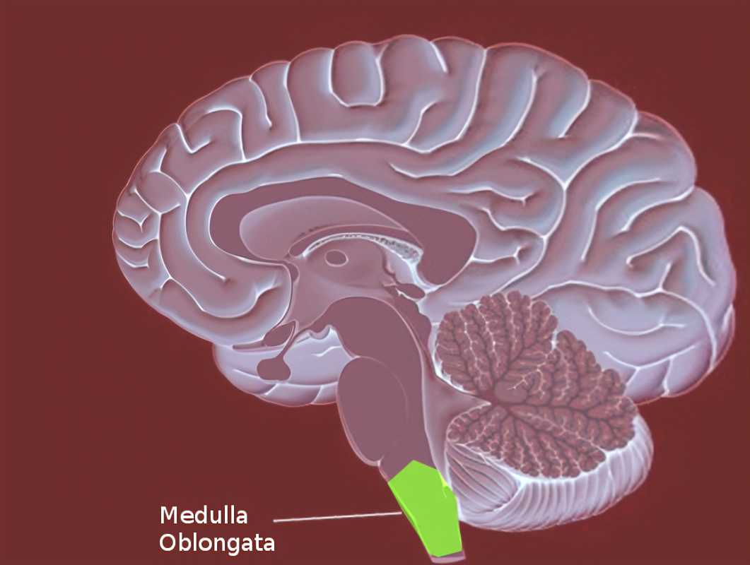 <p>Medulla oblongata</p>