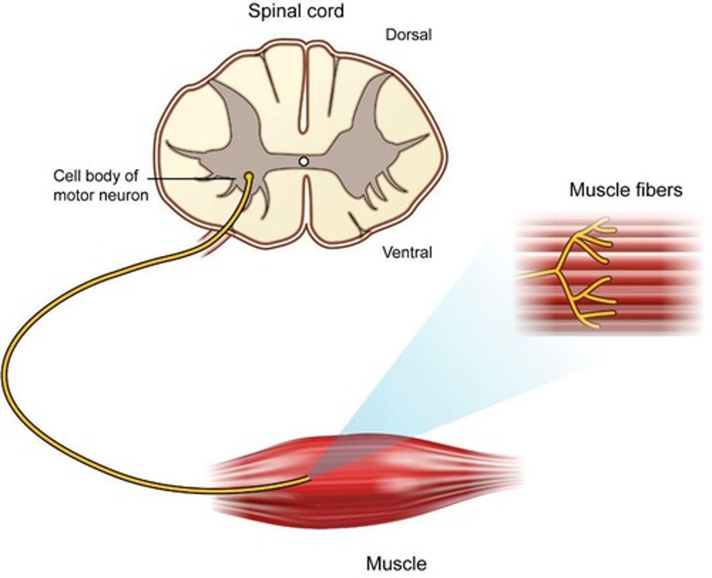 <p>Single motor neuron and its innervated fibers.</p>