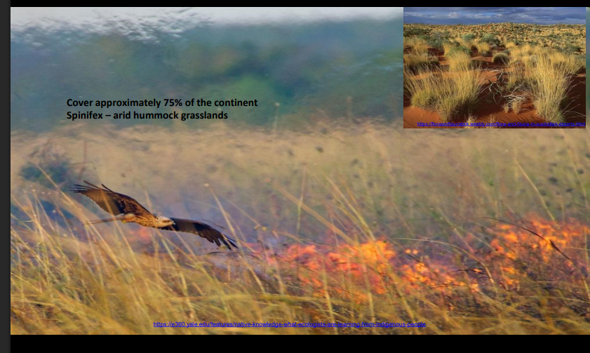 <p>Grasslands Fire</p>