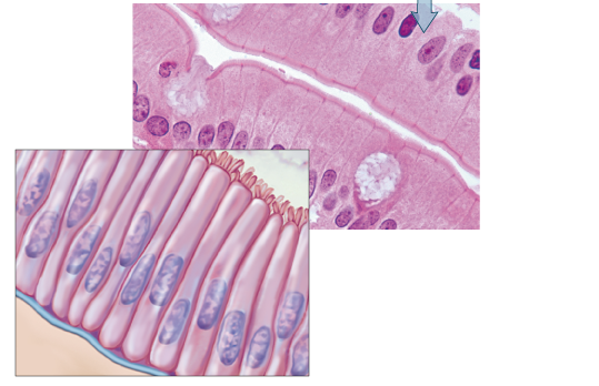 <p>What tissue is this?</p>