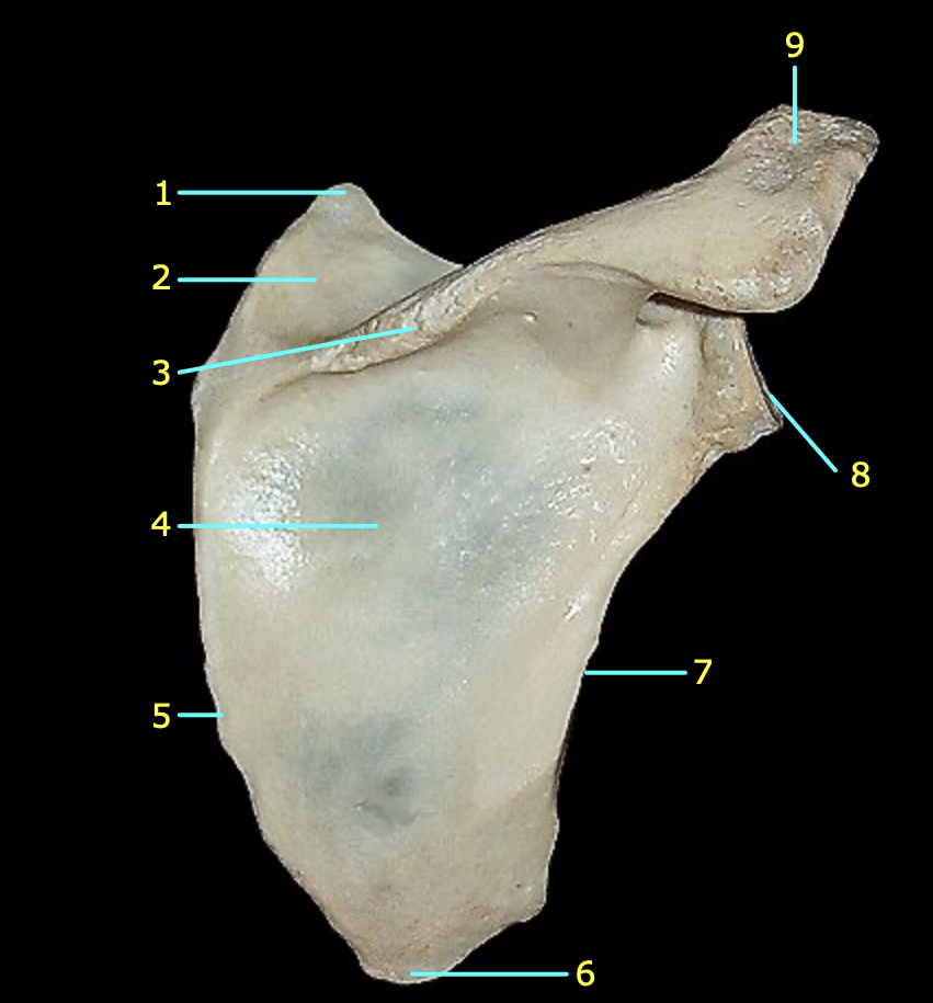 <p>Identify structure 9</p>
