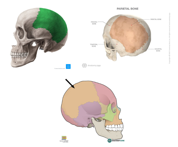<p><strong>SIDES AND TOP OF THE HEAD </strong></p>