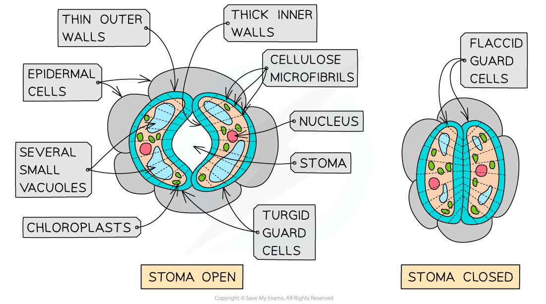 knowt flashcard image