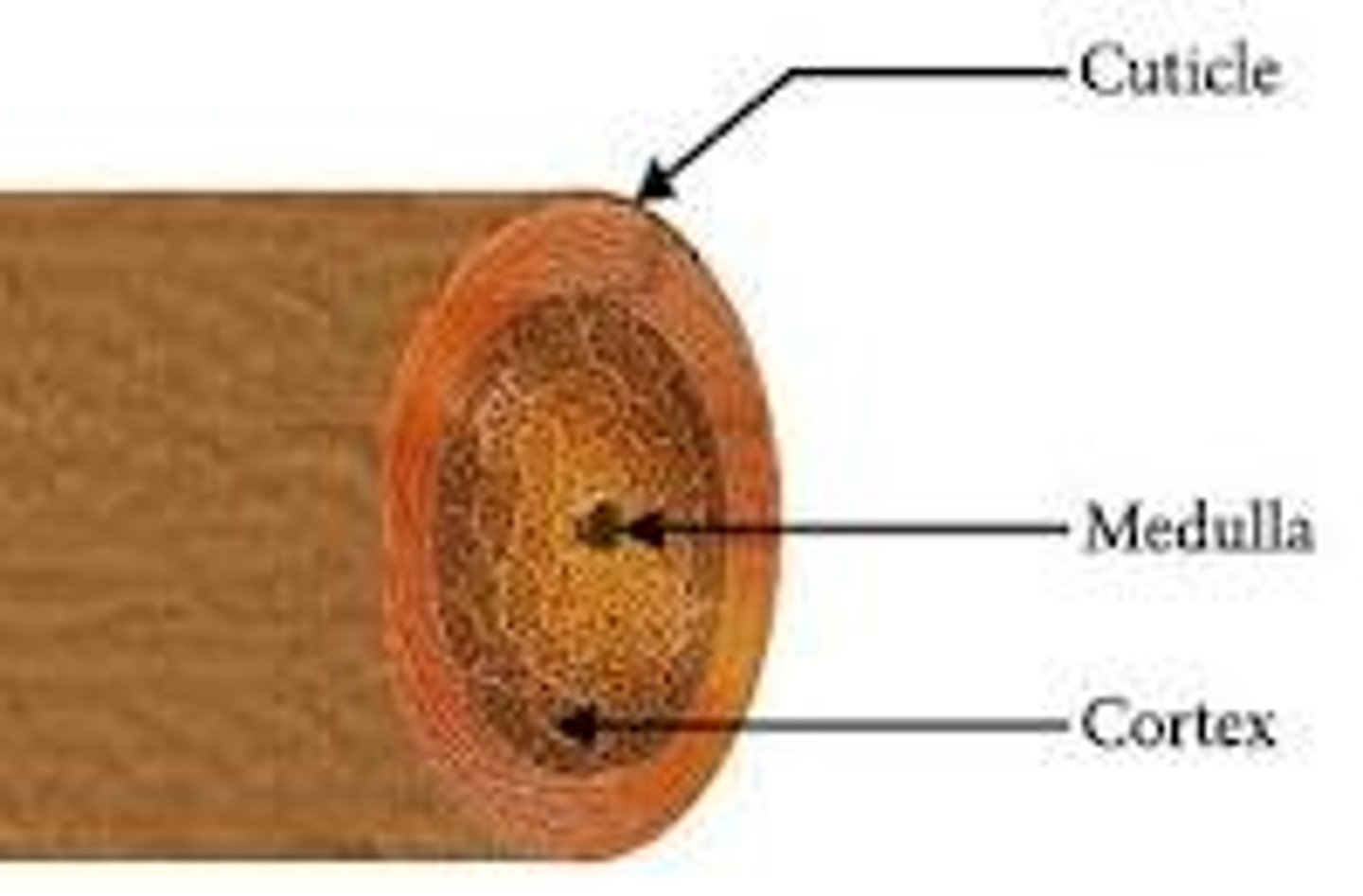 <p>inner core of keratinized cells in hair (not all hairs have this)</p>