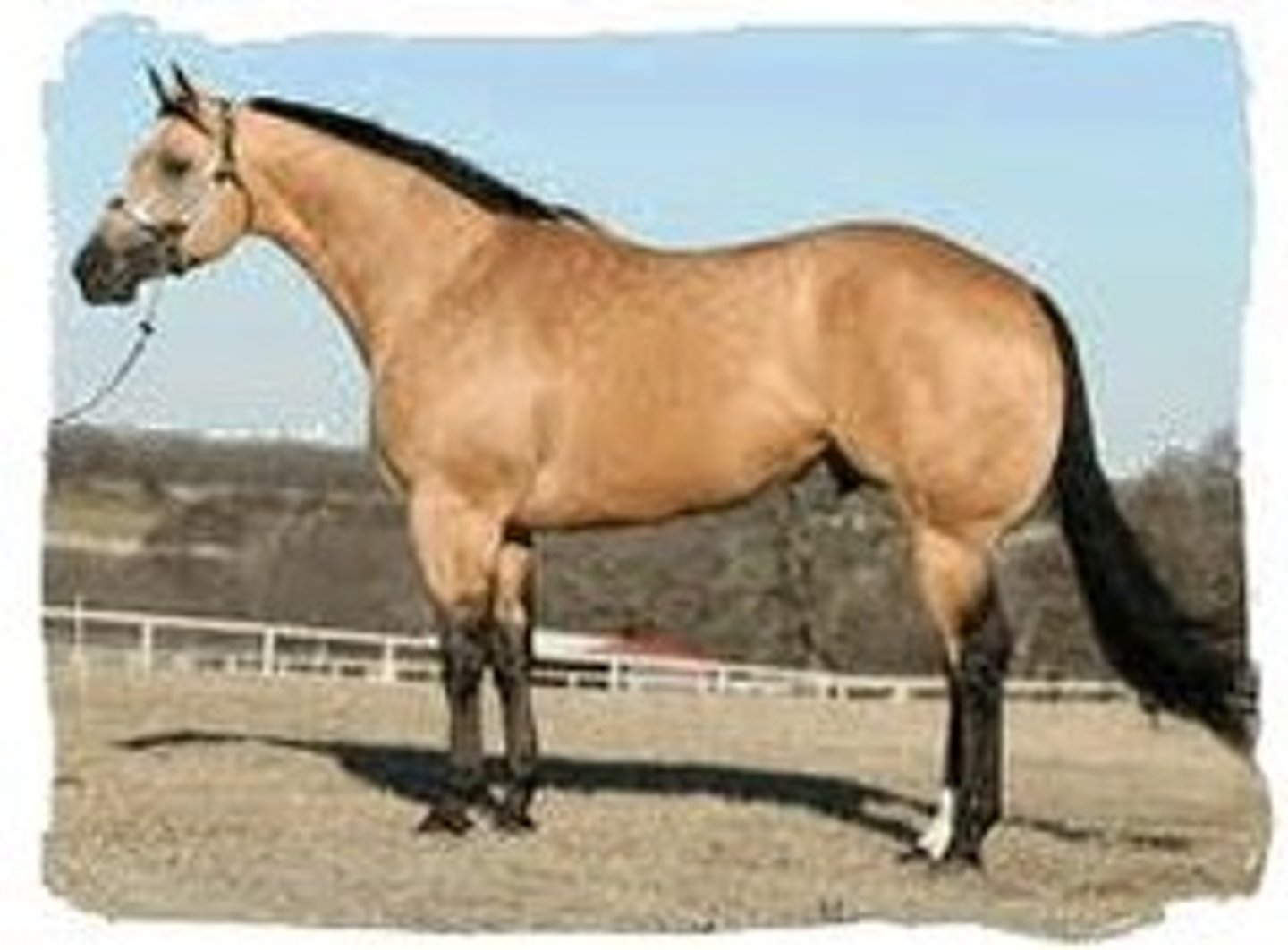 <p>- The color of a tanned deer hide with black points</p><p>- Shades may very from yellow to dark gold</p><p>- Points (mane, tail, and legs) can be dark brown or black</p>