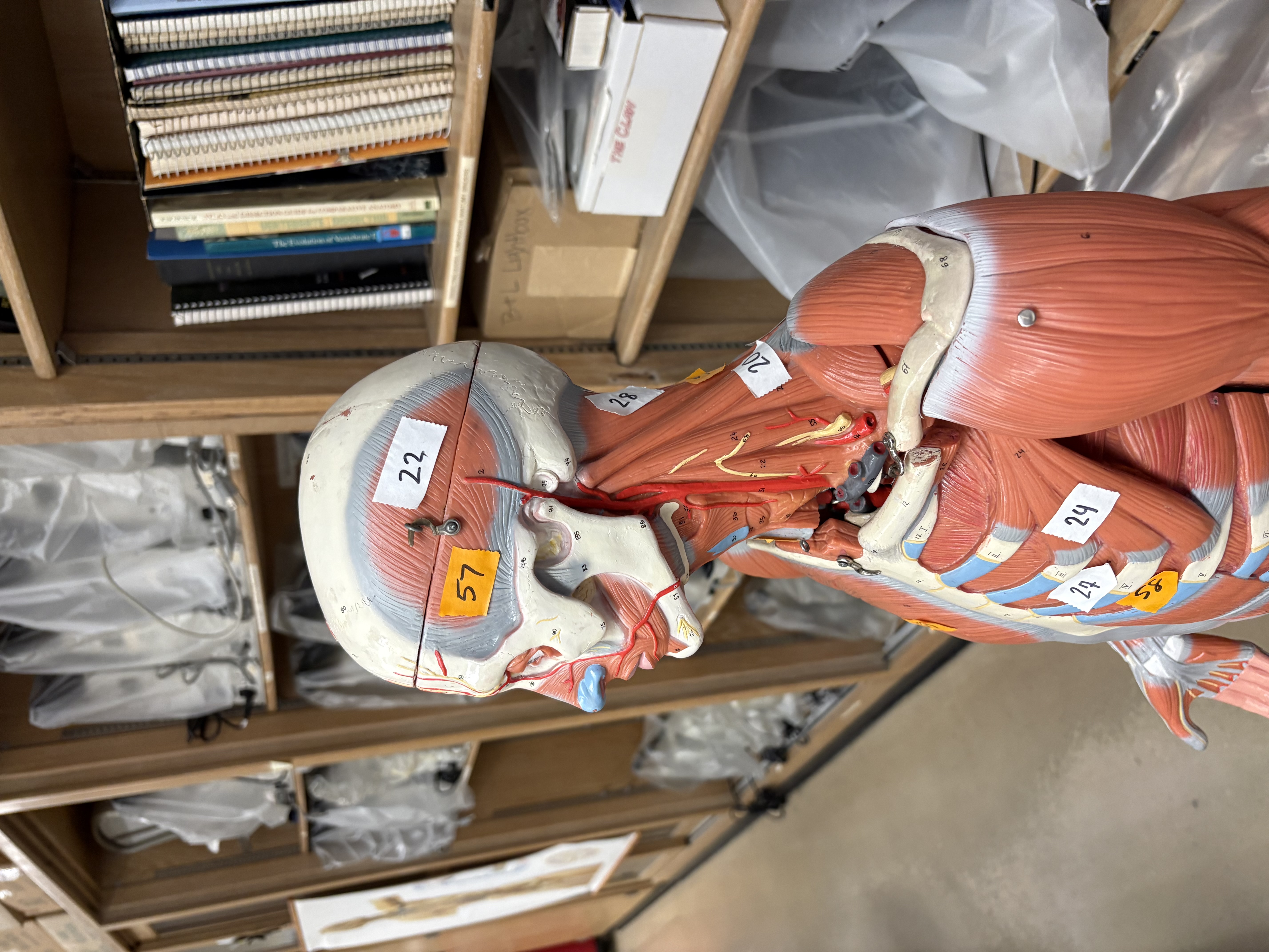 <p>closes jaw (22)</p>