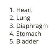 <p>d) bladder</p>
