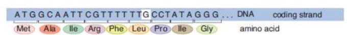 <p>no effect on the expression of the amino acid and therefore no adverse effects on the polypetide sequence</p>