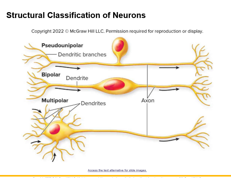 single
two
dendrites; axon
