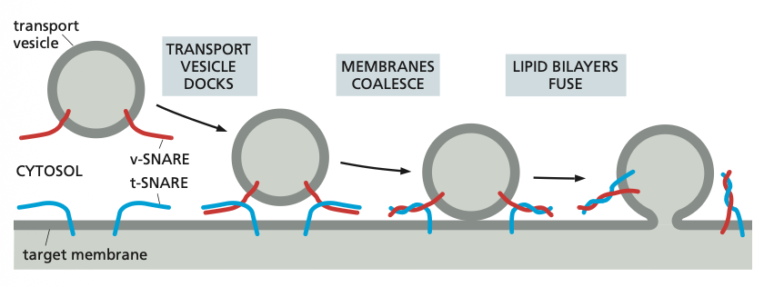 <ul><li><p>SNAREs on the vesicle (called v-SNAREs) interact with complementary SNAREs on the target membrane (called t-SNAREs), firmly docking the vesicle in place.</p></li></ul><ul><li><p>For vesicle fusion, the SNARE proteins themselves catalyse the process: when fusion is triggered, the v-SNAREs and t-SNAREs wrap around each other tightly, thereby acting like a winch that pulls the two lipid bilayers into close proximity.</p></li></ul><ul><li><p>After fusion, the SNAREs are pried apart so that they can be used again.</p></li></ul><p></p>