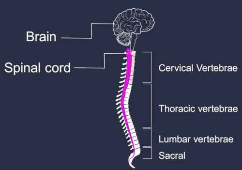 <p>brain and spinal cord</p>